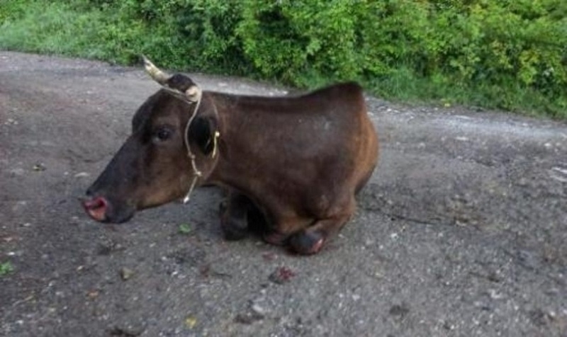 Мъж от Враца е прострелял крава край село Нефела и