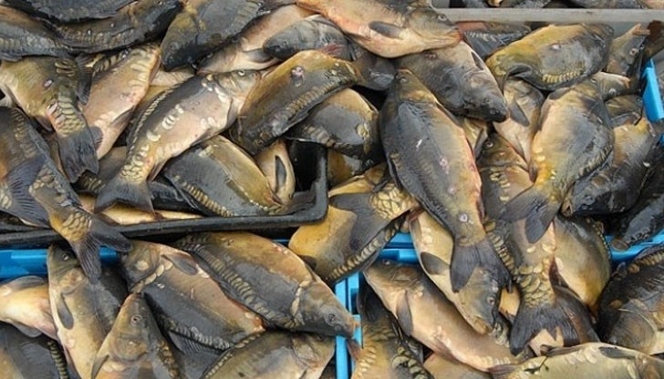Монтана изнася около 200 тона риба годишно