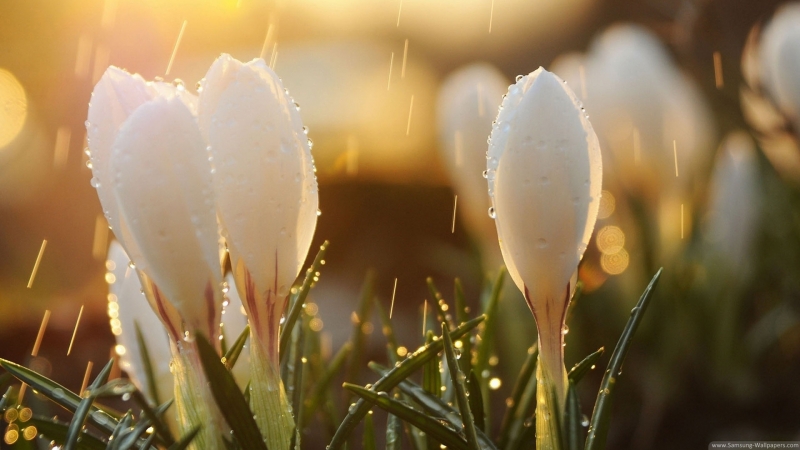 През следващите 10 дни ще се радваме на по топло време и на наближаващата пролет Не