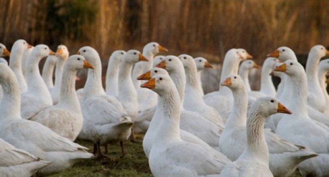 3 500 птици са умъртвени заради птичи грип информира БНР