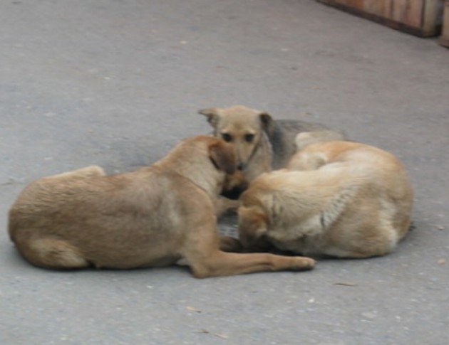 Глутница бездомни кучета нападна майка с детска количка в Дупница