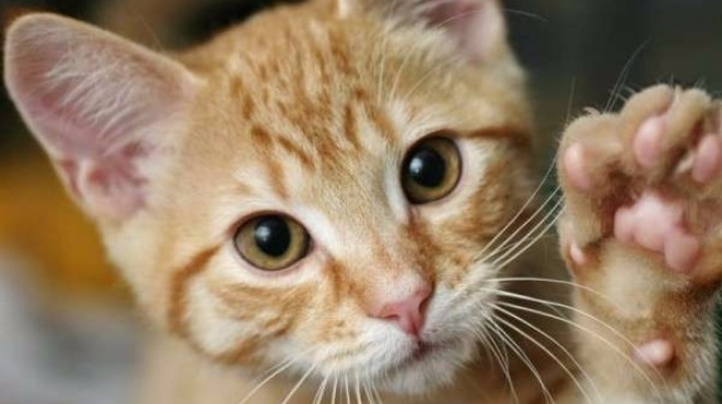 Спокоен ден е бил вчерашният за полицията във Видин През