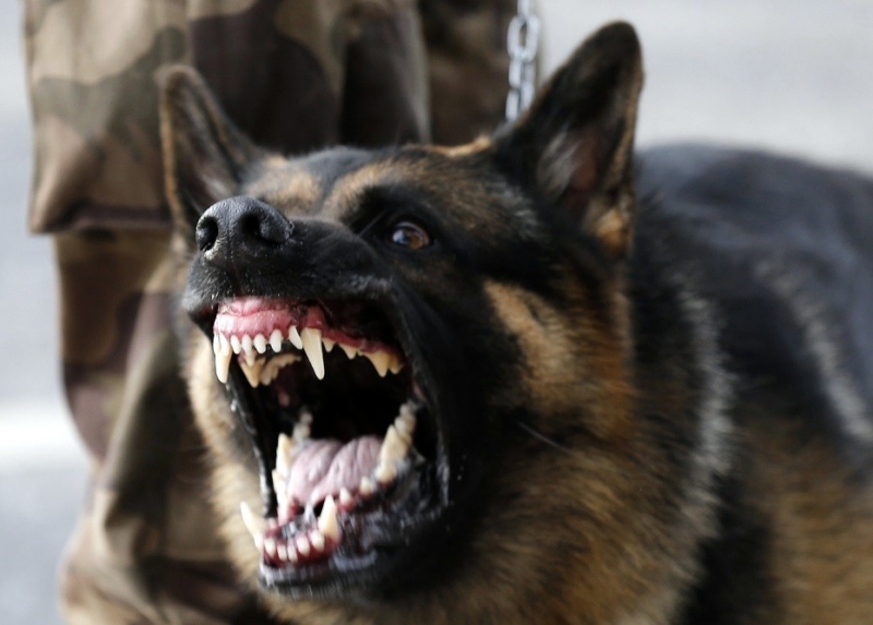 Бездомно куче е нападнало полицайка във Вършец съобщиха от областната
