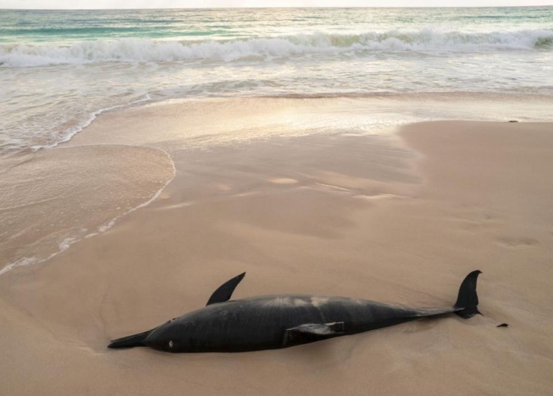 Откриха мъртъв делфин от вида муткур на плаж Смокиня край