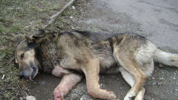 Прибраха на топло мъж прострелял две кучета в Монтанско научи