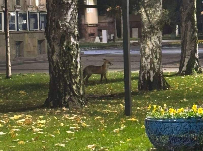 Атракция в Монтана! Лисица се разходи из центъра на града /снимки/