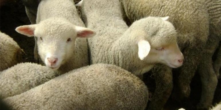 Апаш влезе в двора на мъж в Белослатинско и задигна