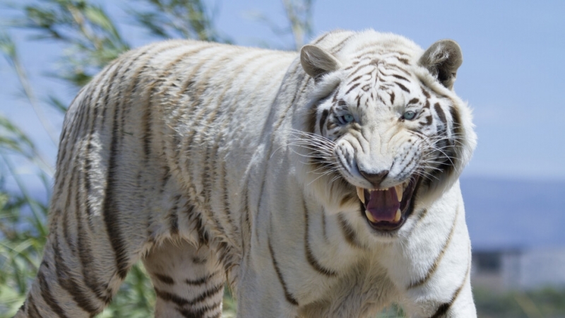 Два тигъра са избягали от зоопарк в индонезийската провинция Западен