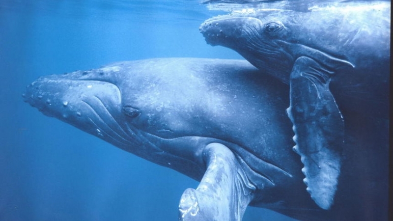 Палеонтолози идентифицираха нов вид древни китове които се срещали в