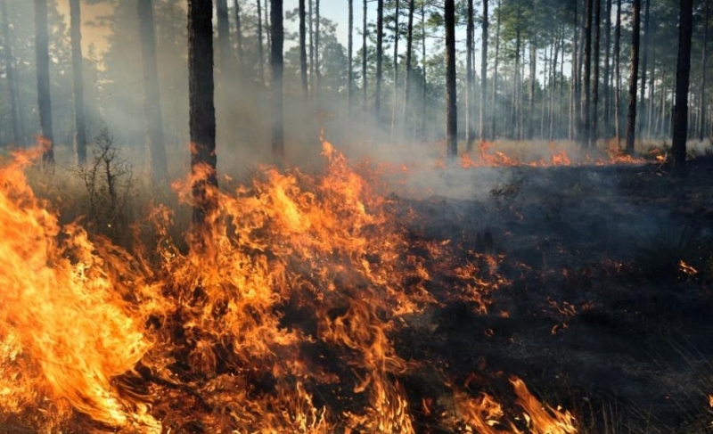 Над 26 хиляди горски пожара са бушували в Турция през