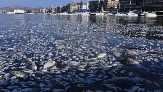 Тонове мъртва риба край Волос, забраниха плуването