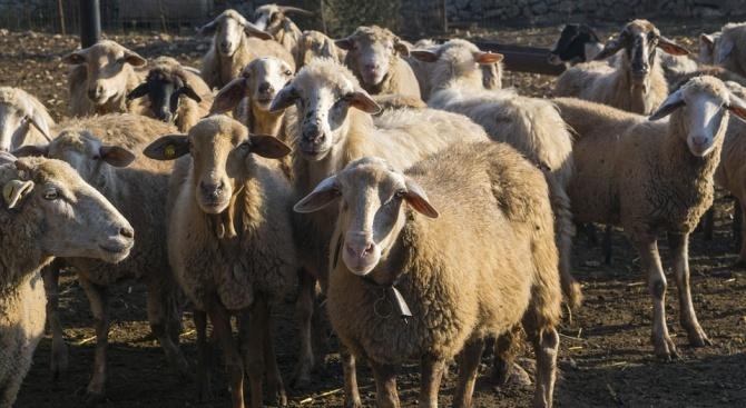 Откраднаха цяло стадо овце в Монтанско, съобщиха от МВР в