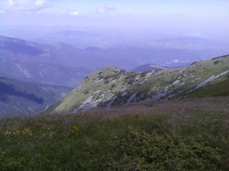 Традиционният празник на малината ще се проведе от днес до