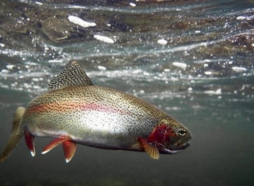 Фирма ще прави рибарник за пъстърва върху частни имоти от