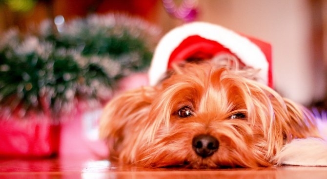 Британски експерти призовават собствениците на кучета да бъдат особено внимателни