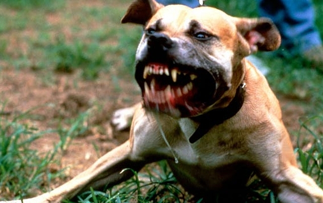 Възрастна жена е в болница след като е била нападната