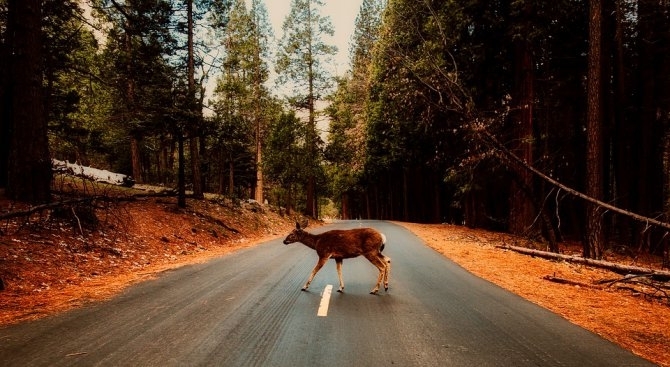 Автомобил със софийска регистрация се преобърна в канавката заради сърна