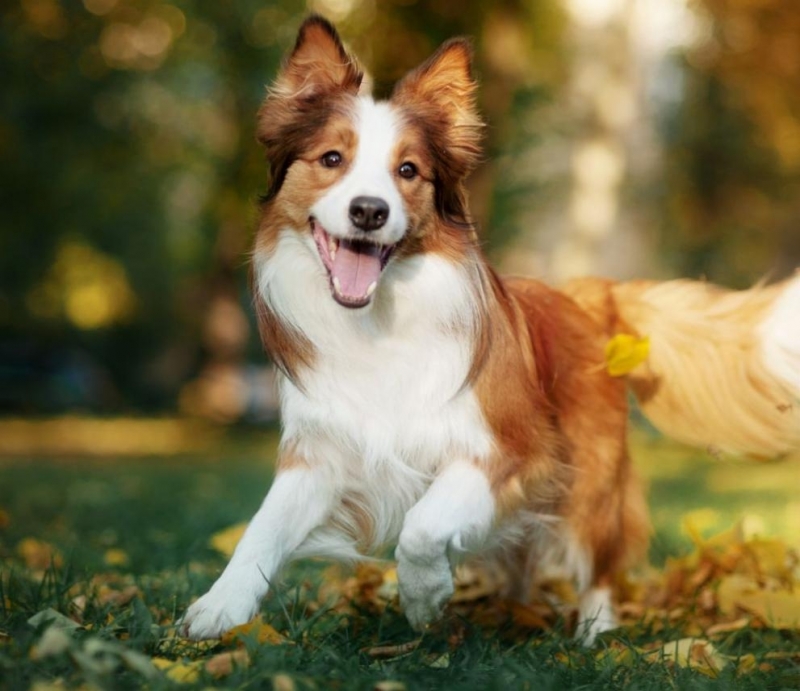 Очакват ни почивни дни с приятно лятно време и захлаждане