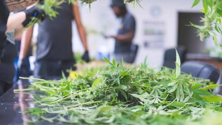 Служители на реда са разбили наркооранжерия в монтанското село Владимирово