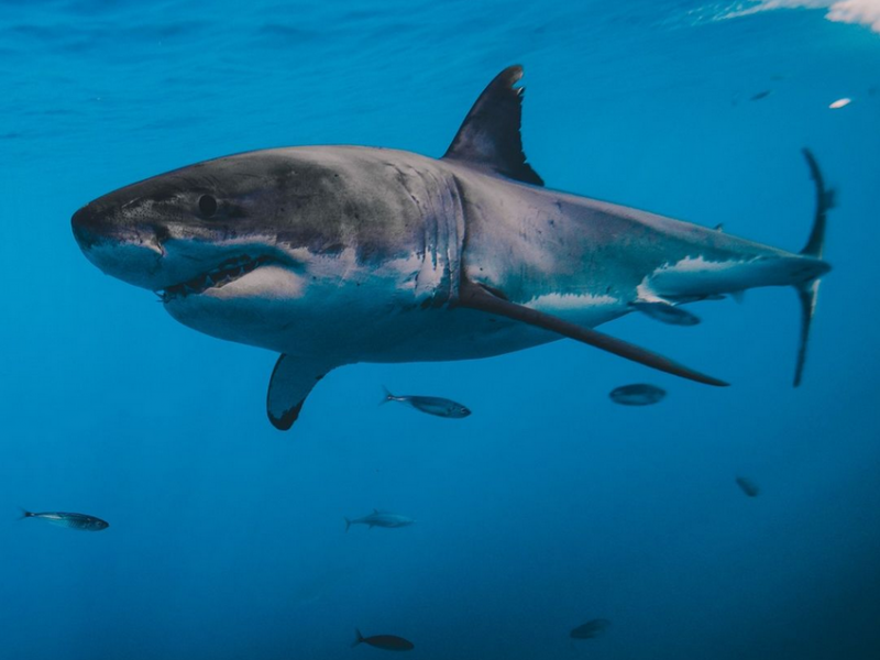 Фотограф засне зъбите на 680-килограмова акула /снимки/