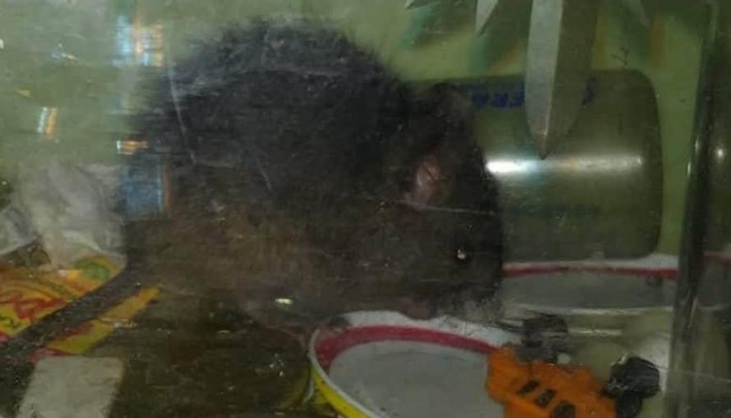 Мишки гиганти нападат продукцията на земеделци в Кюстендилско през последната една