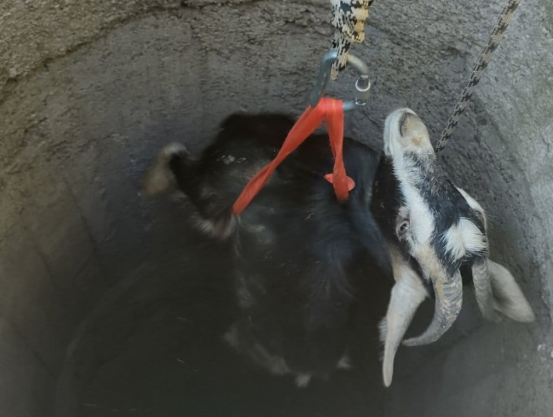 Спасители извадиха паднало в геран козле съобщиха от пресцентъра на