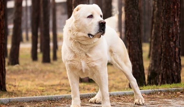 Куче от порода азиатски вълкодав нахапа жестоко 10 годишно момче в