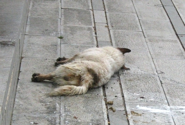 Полицията разследва смъртта на две кучета във Видин съобщиха от
