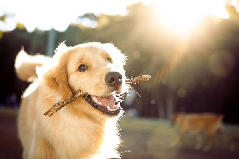 Днес ще преобладава слънчево време Преди обяд на много места