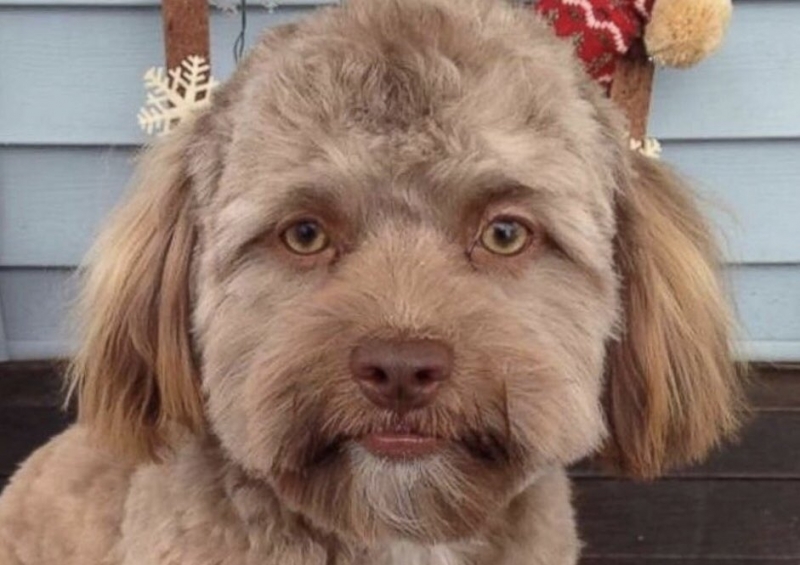 Снимка на куче с човешко лице въодушеви потребителите на социалните мрежи