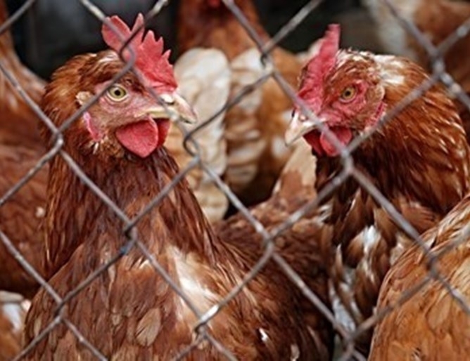 Огнище на птичи грип сред животните в лично стопанство са