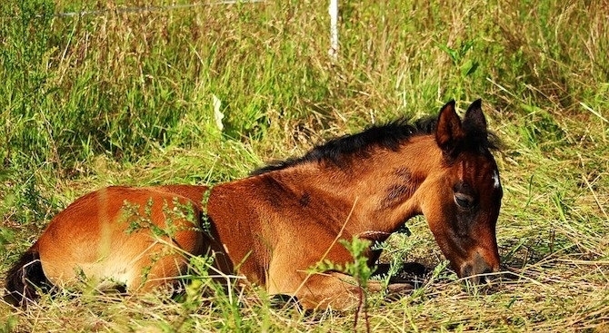 Полицията във Видин разследва убийството на кон, съобщиха от пресцентъра