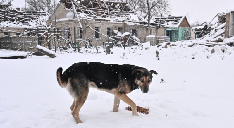 Човешката цена на войната в Украйна е добре известна но