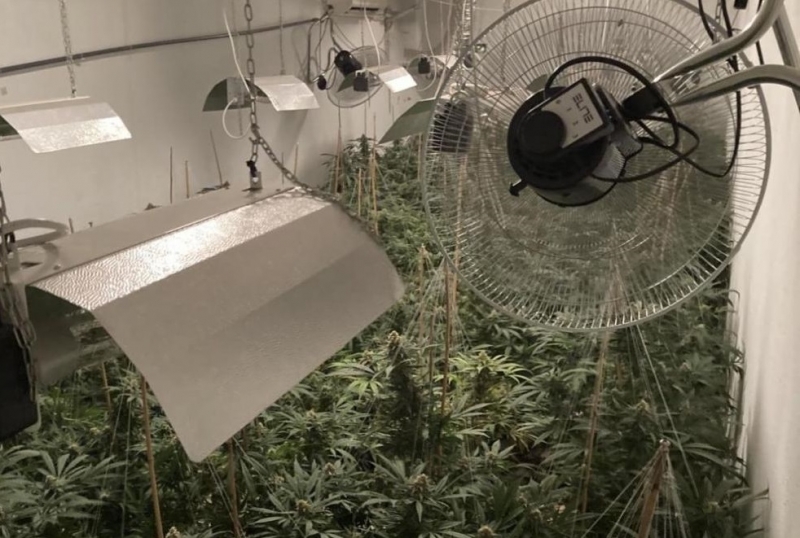 При спецоперация полицията разби наркооранжерия край Варна По линия противодействие