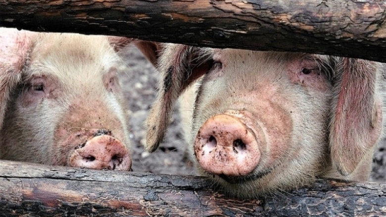 Заради заболяването африканска чума по свинете са умъртвени 22 домашни животни в селата Горни Цибър и Долни Цибър в община
