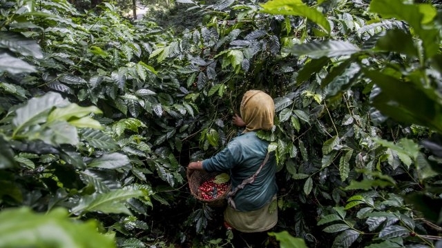 Цената на кафето ще скочи до небето тъй като времето