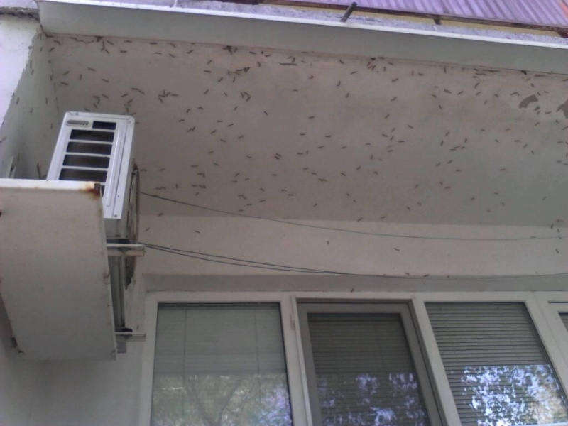 Видинчани изреваха от голяма напаст гъсеници атакуват домовете им
