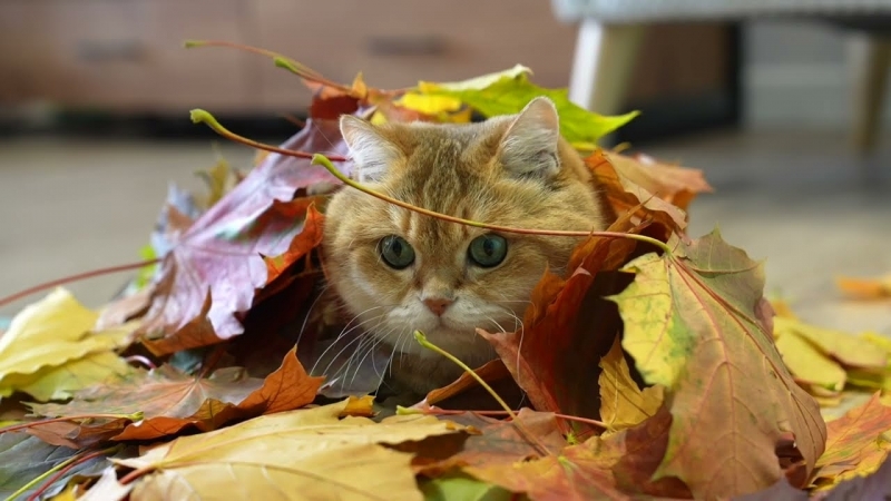 През нощта ще е предимно ясно След полунощ на места
