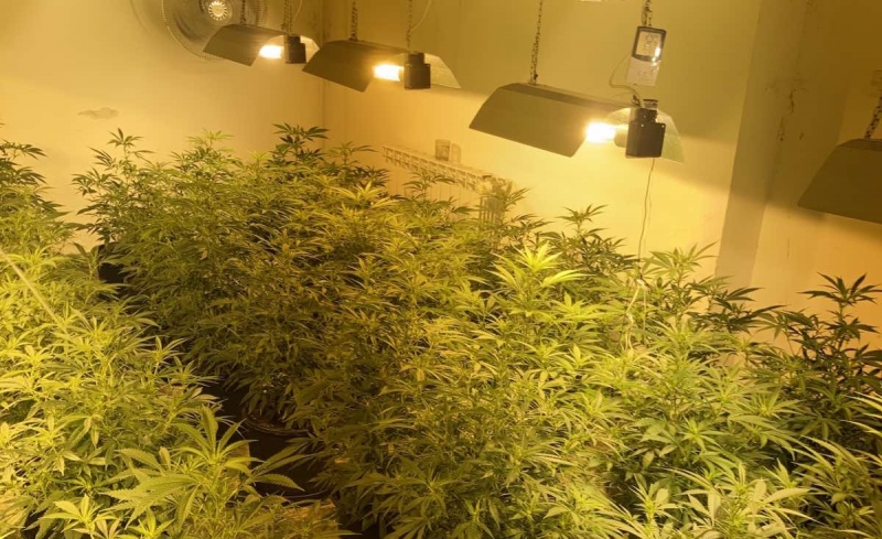 Разбиха оранжерия за марихуана във варненския квартал Аспарухово съобщиха днес