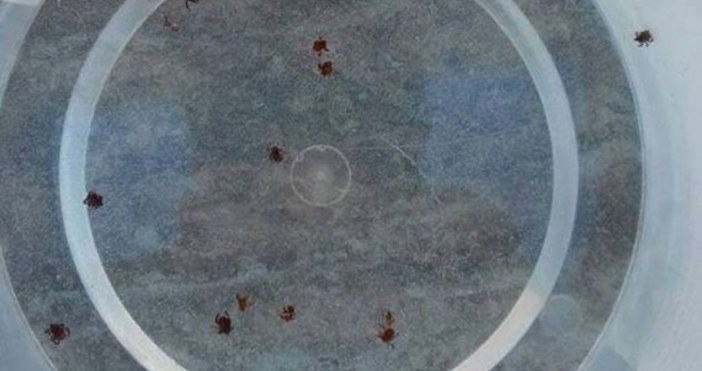 Това е неделният ни едночасов улов на кърлежи по центъра