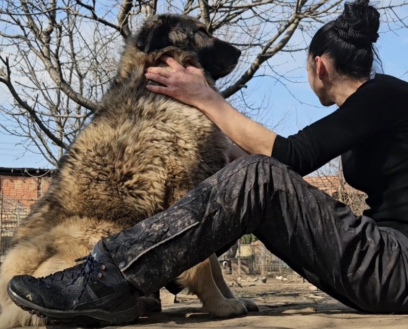 Сагата с бездомните кучета във Враца продължава! Изгониха Калинкина и от Джуджански поток