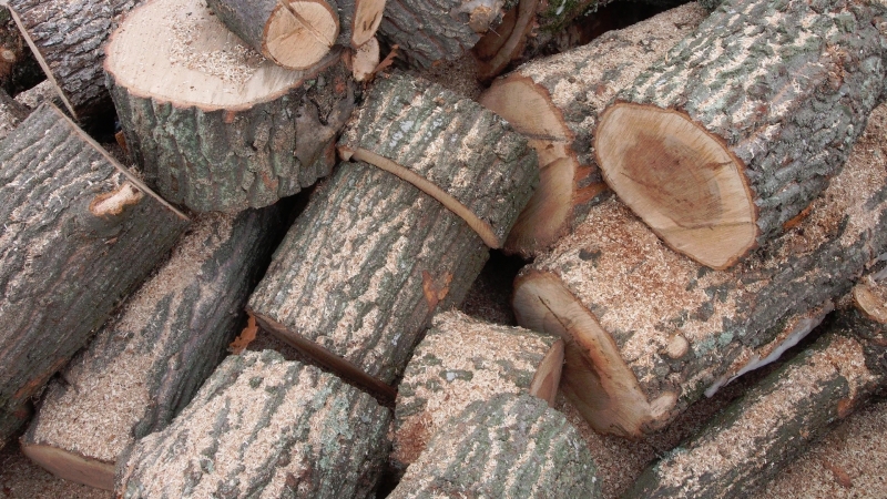 Незаконни дърва бяха иззети от горското стопанство във Врачанско съобщиха