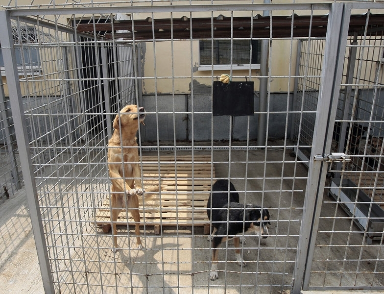 До края на тази година ще бъде готов общинският изолатор