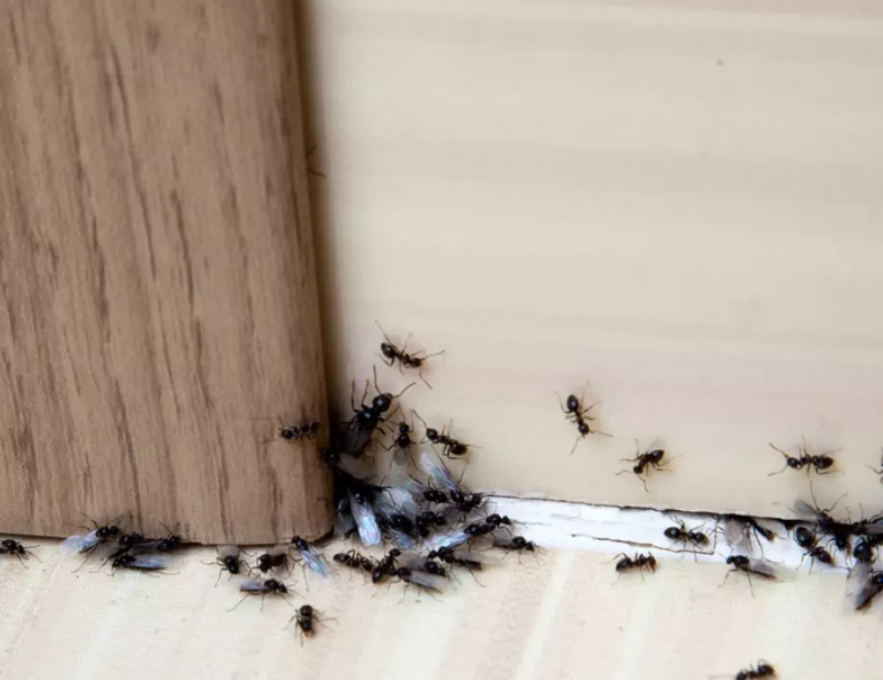 Мравките често се превръщат в нежелани гости в нашите домове