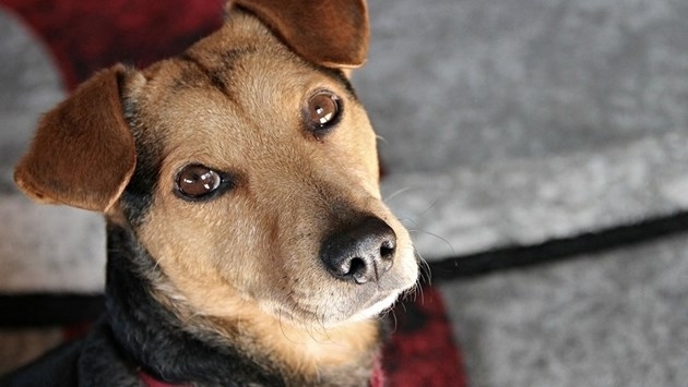 Полицията разследва убийството на 9 кучета в Исперих. Това съобщиха
