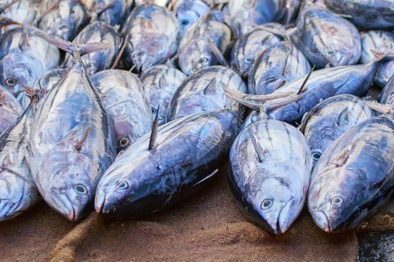 Дариха 552 кг незаконно уловена риба в Добричко съобщиха от ИАРА