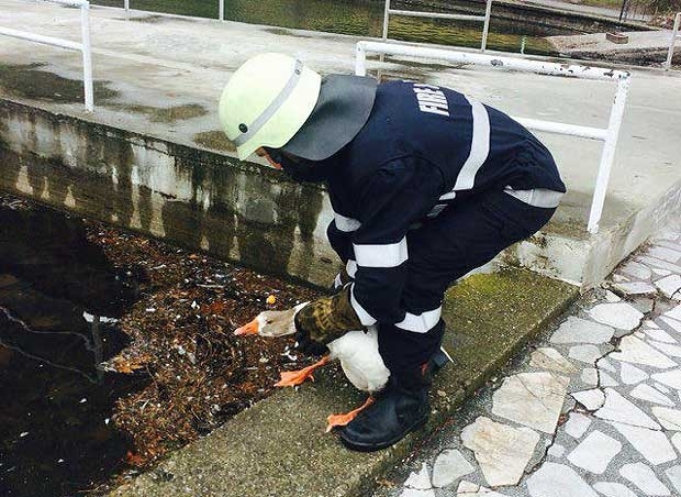 Пожарникари са спасили патици в Монтана съобщиха от полицията в