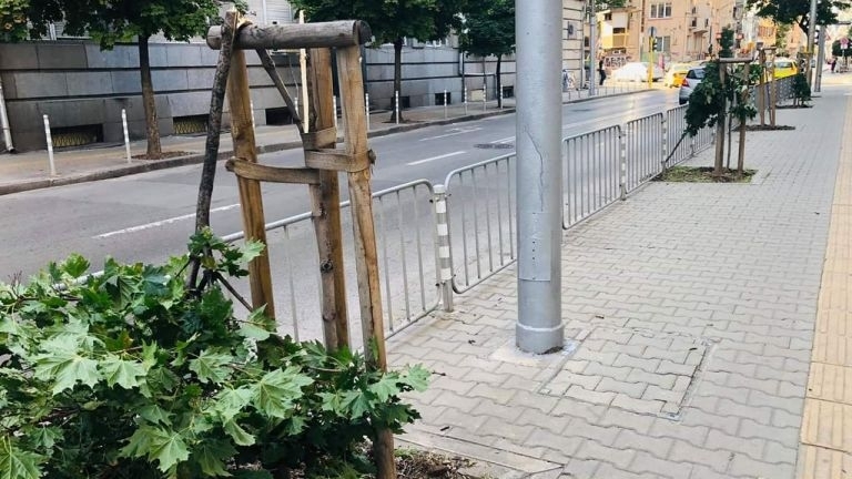 Вандали прекършиха дръвчета в центъра на Видин