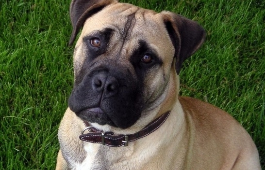 Неизвестни тровят кучетата на жена от ломското село Станево научи