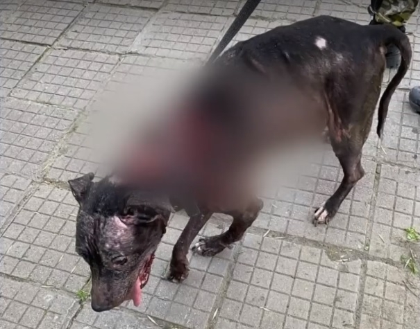 Нов случай на жестокост над животно. Мъж от Пловдив преби